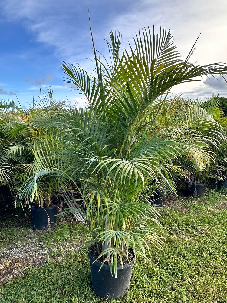 dypsis-lutescens-areca-palm