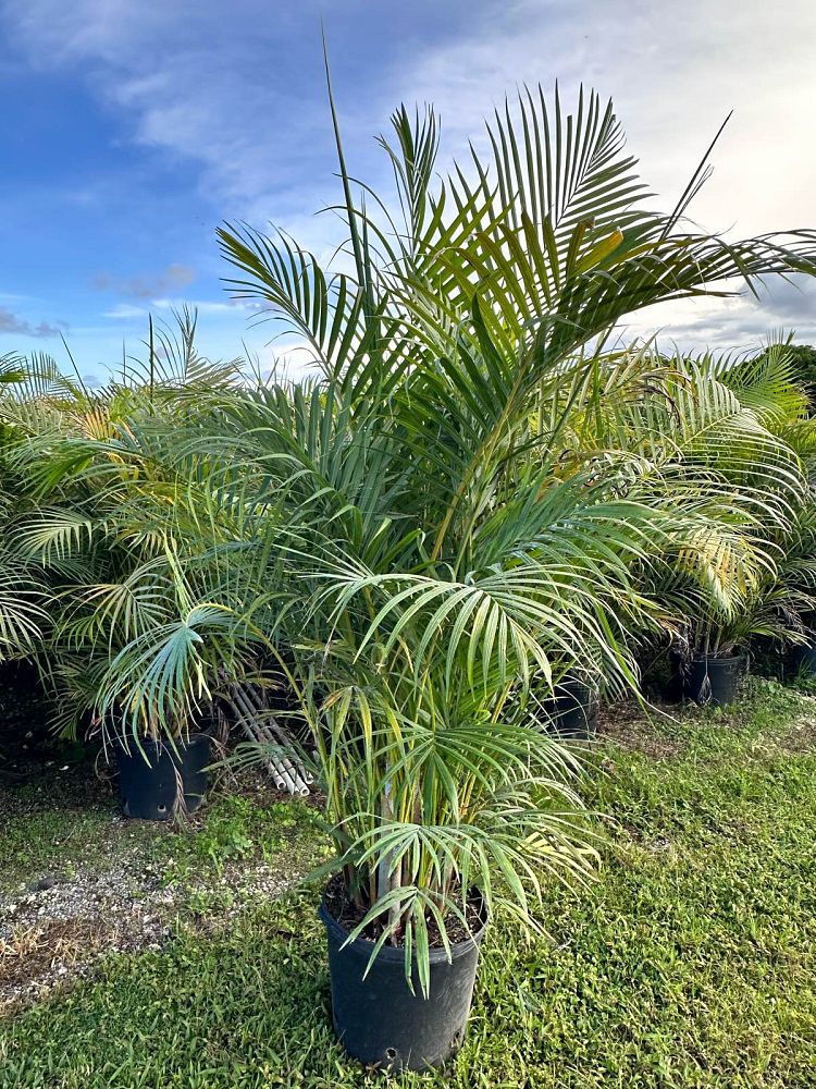 dypsis-lutescens-areca-palm