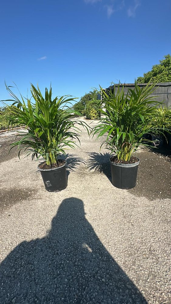 dypsis-lutescens-areca-palm