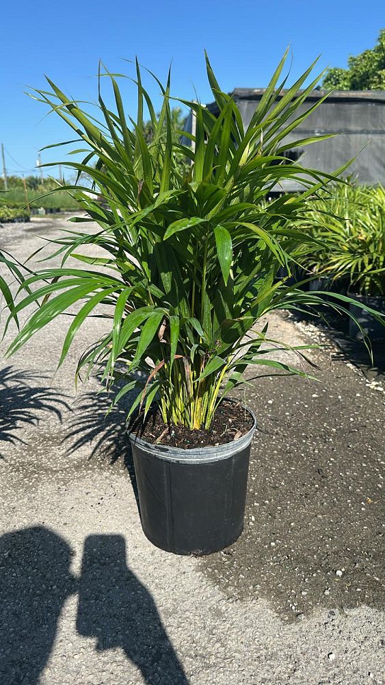 dypsis-lutescens-areca-palm
