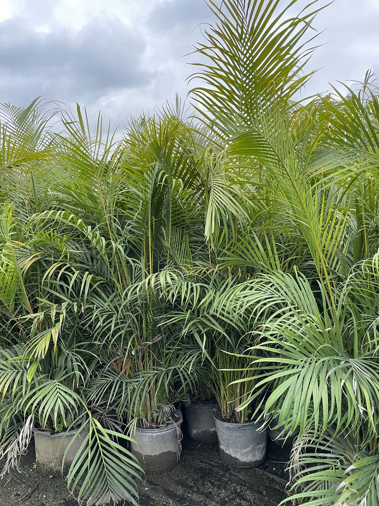 dypsis-lutescens-areca-palm