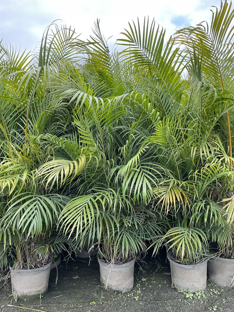 dypsis-lutescens-areca-palm