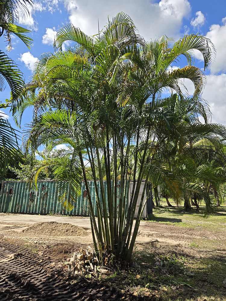 dypsis-lutescens-areca-palm