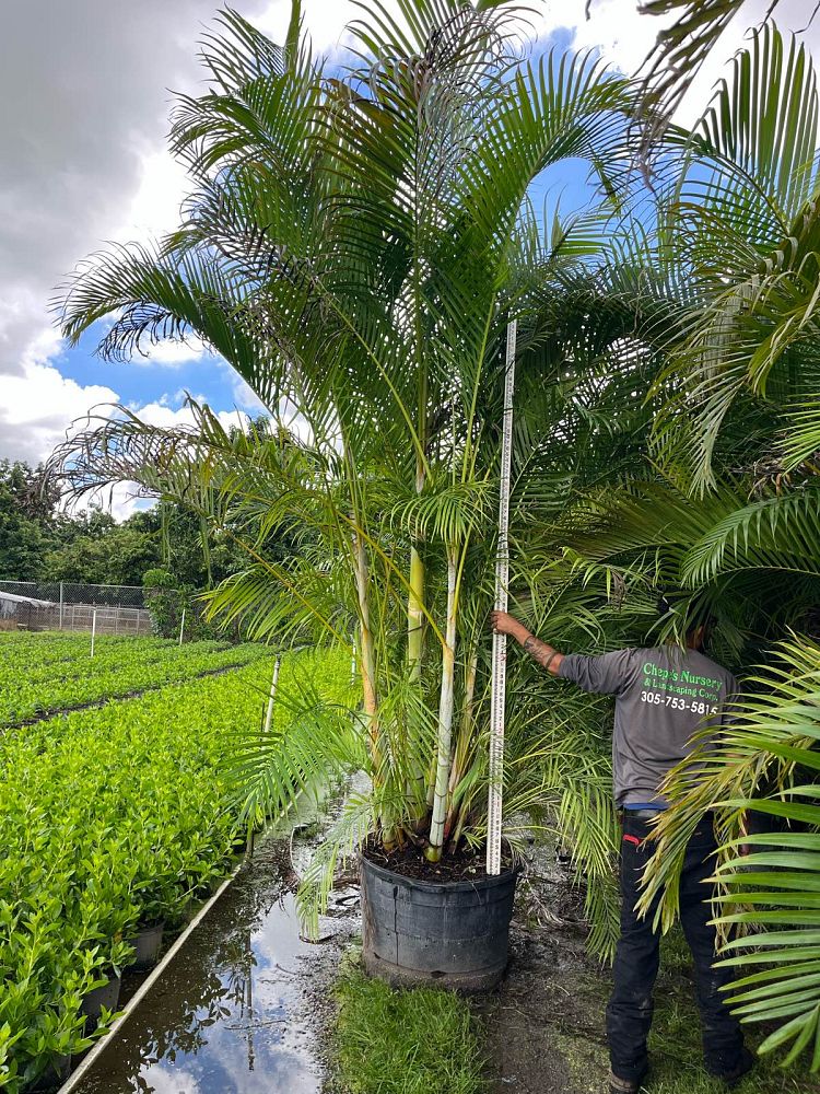 dypsis-lutescens-areca-palm