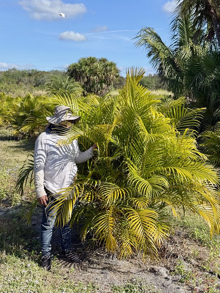 dypsis-lutescens-areca-palm