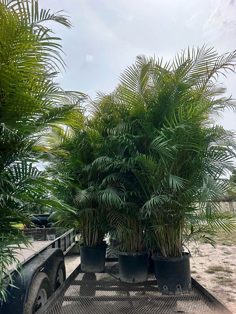 dypsis-lutescens-areca-palm