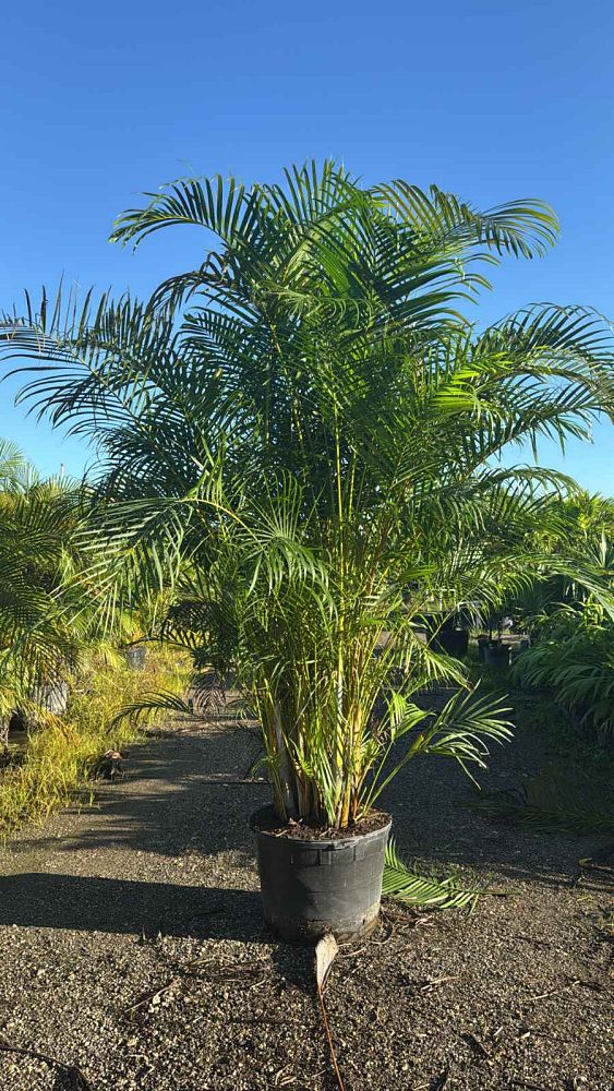 dypsis-lutescens-areca-palm