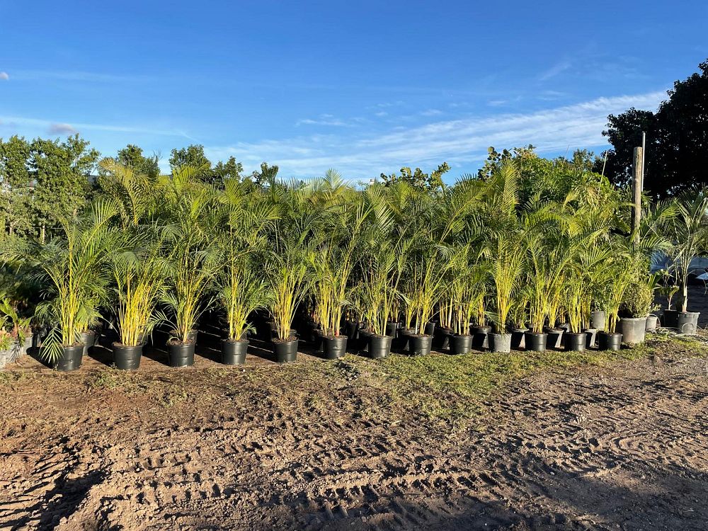 dypsis-lutescens-areca-palm