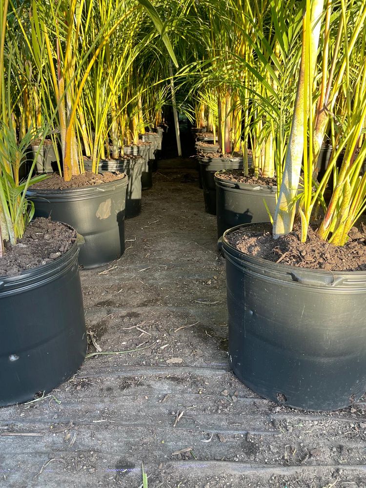 dypsis-lutescens-areca-palm