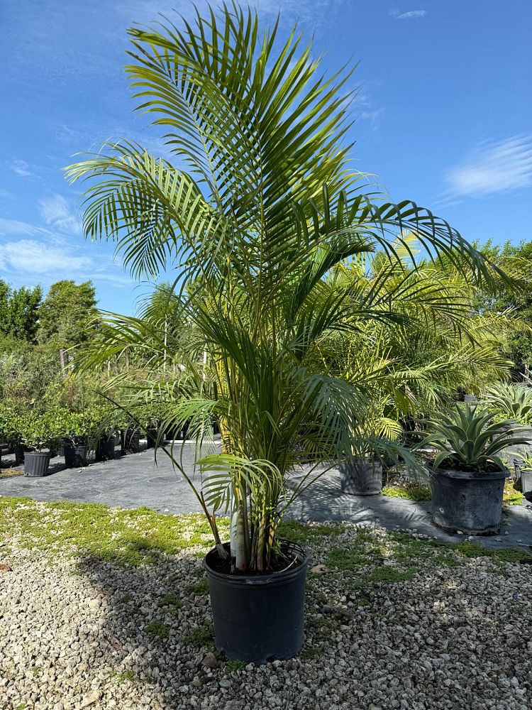 dypsis-lutescens-areca-palm
