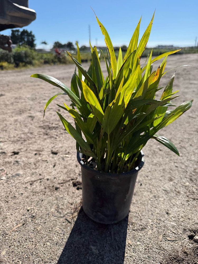 dypsis-lutescens-areca-palm