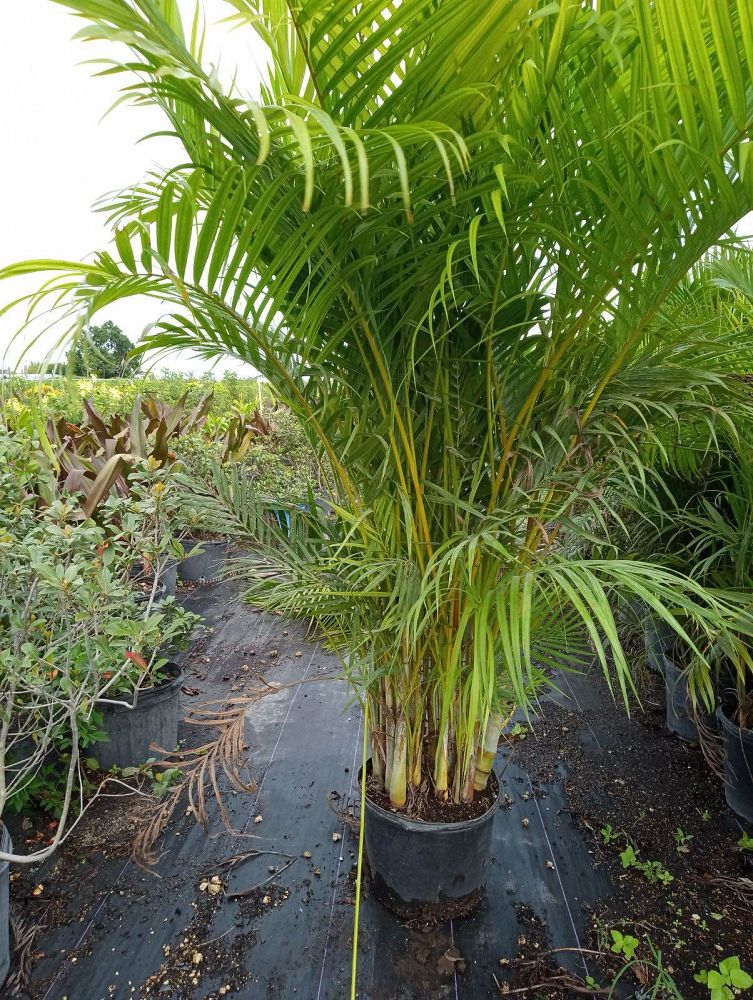 dypsis-lutescens-areca-palm