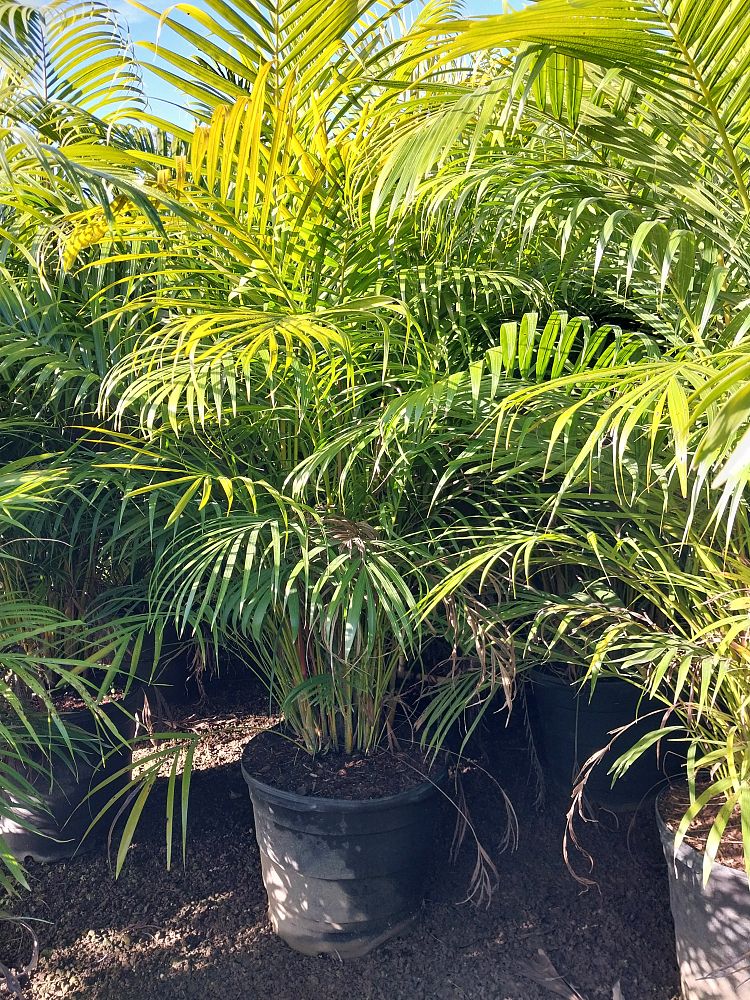 dypsis-lutescens-areca-palm