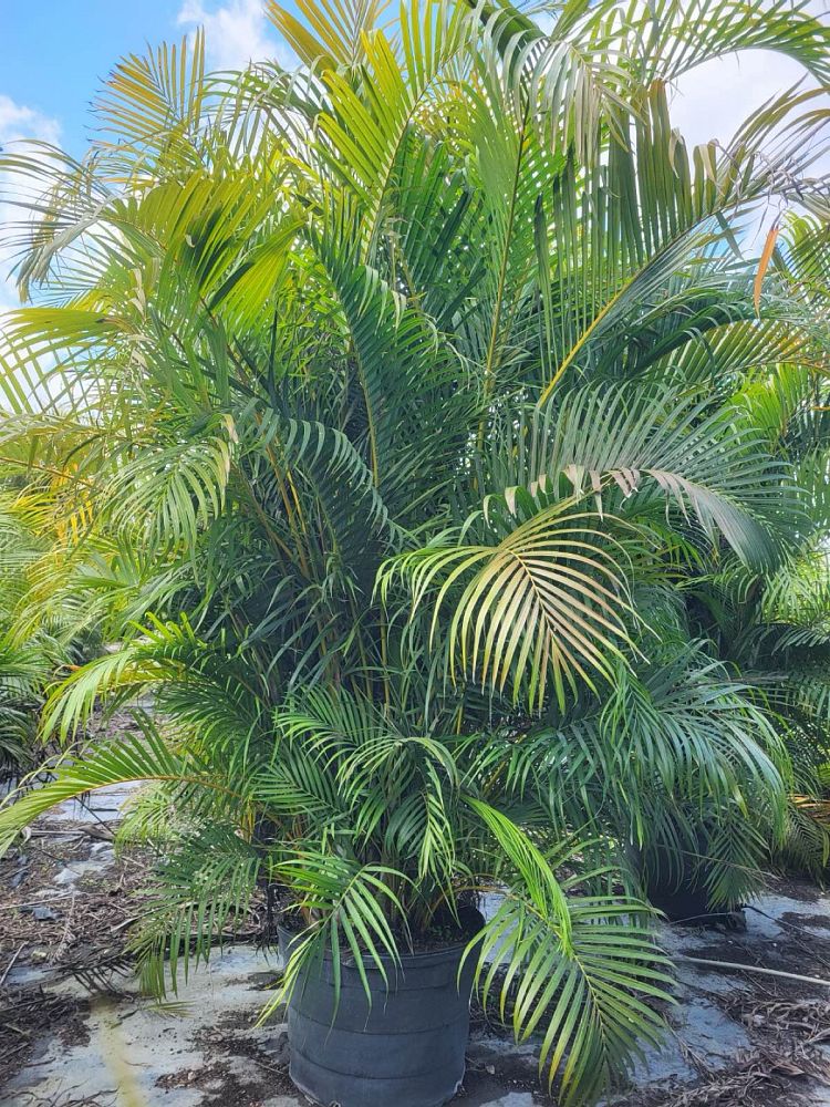 dypsis-lutescens-areca-palm