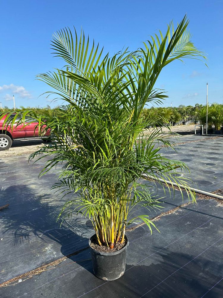 dypsis-lutescens-areca-palm