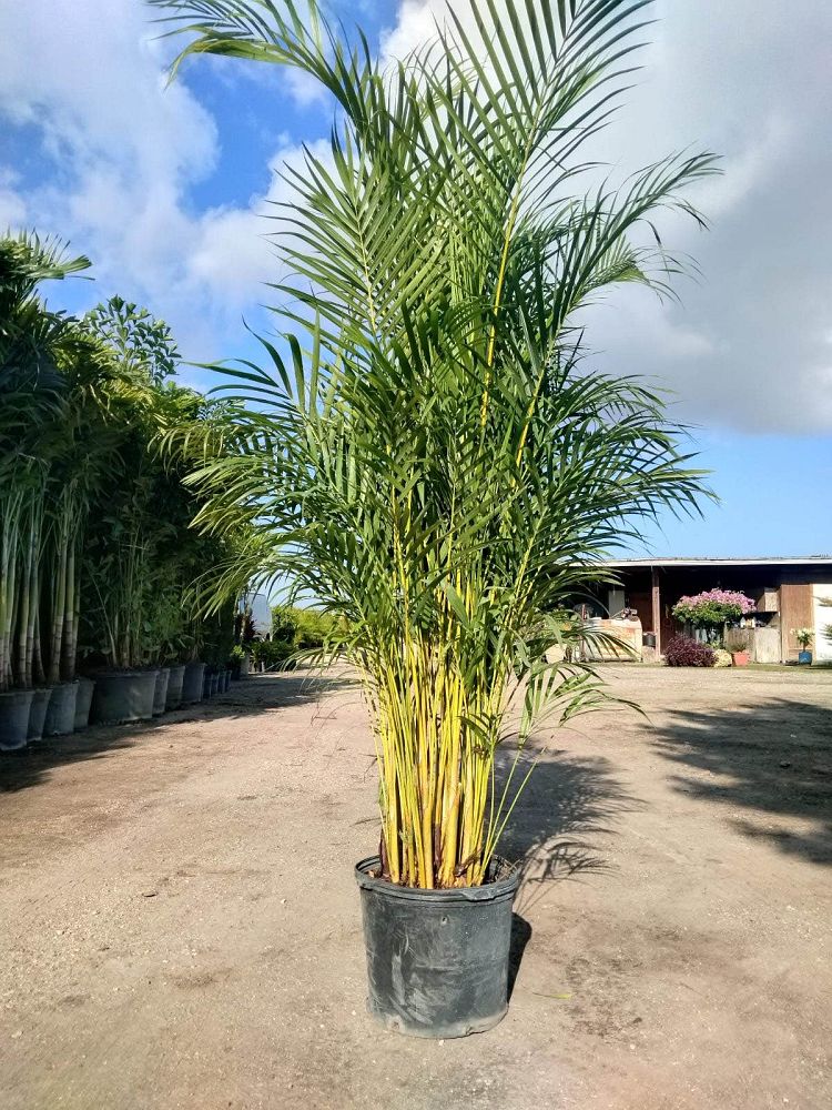 dypsis-lutescens-areca-palm