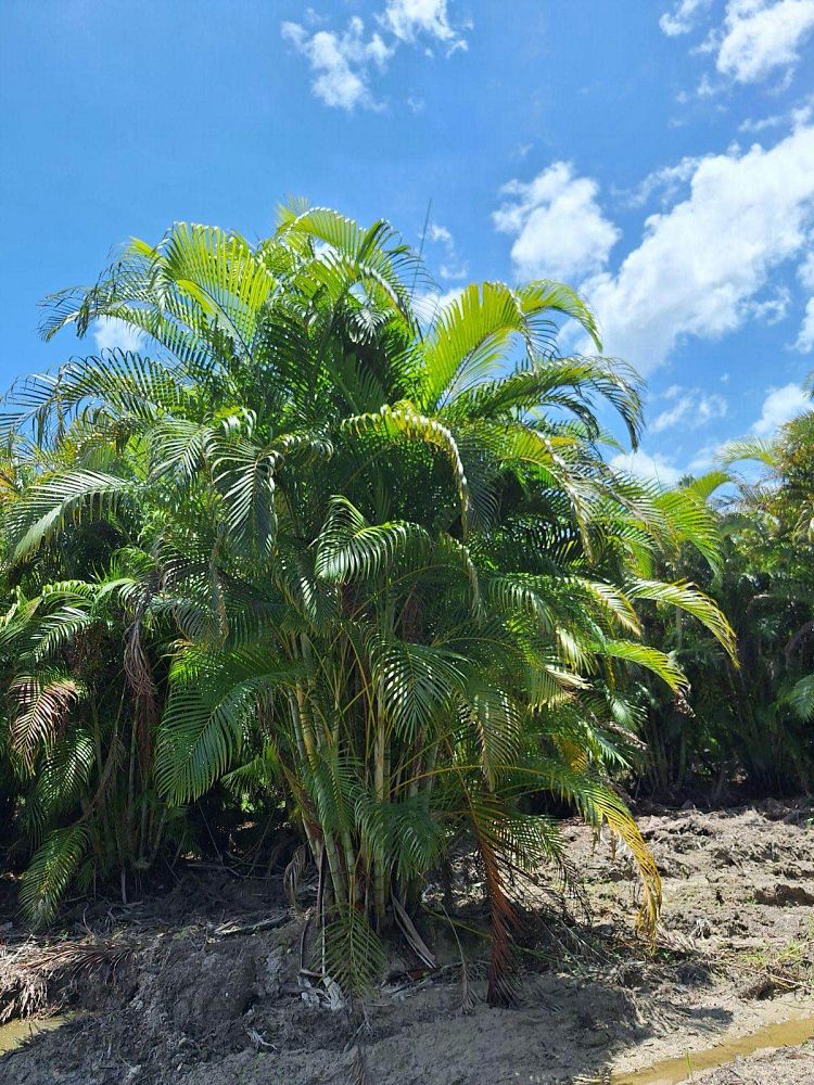 dypsis-lutescens-areca-palm