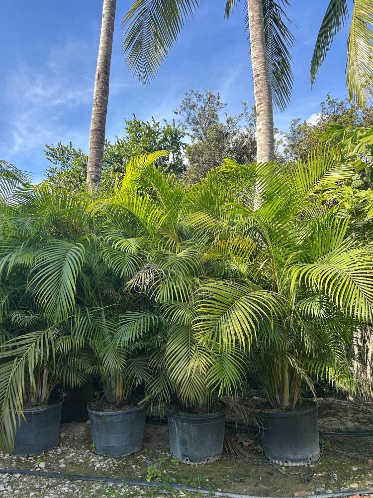 dypsis-lutescens-areca-palm