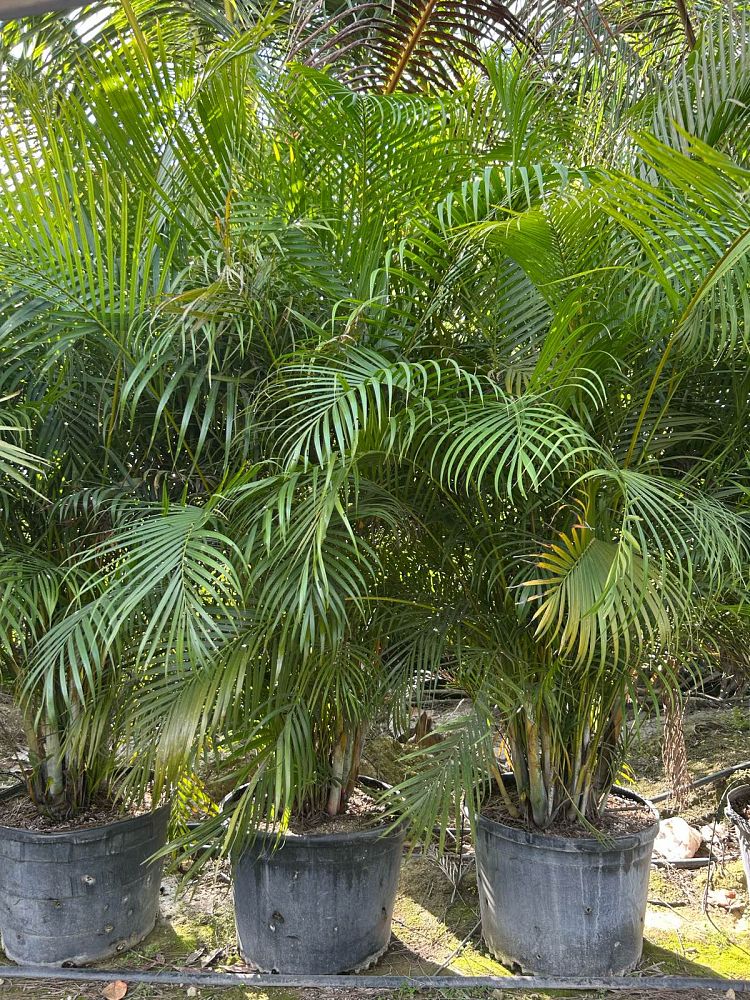 dypsis-lutescens-areca-palm