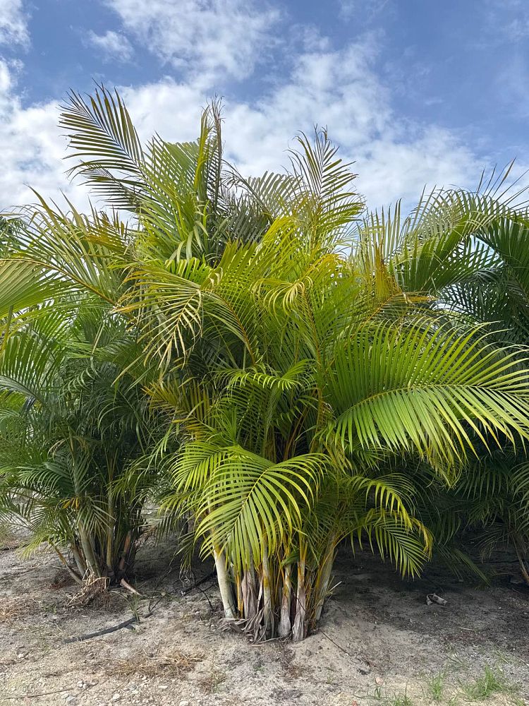 dypsis-lutescens-areca-palm