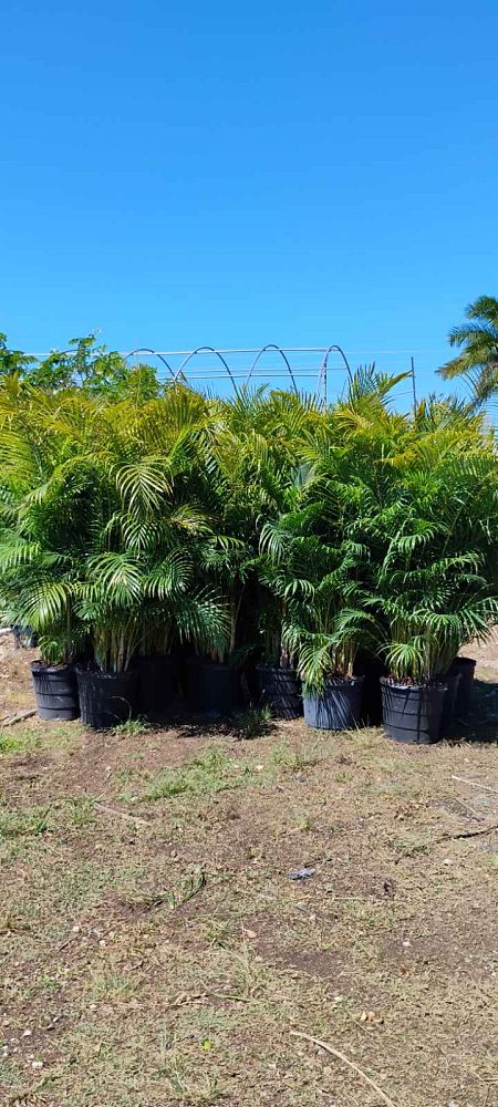 dypsis-lutescens-areca-palm