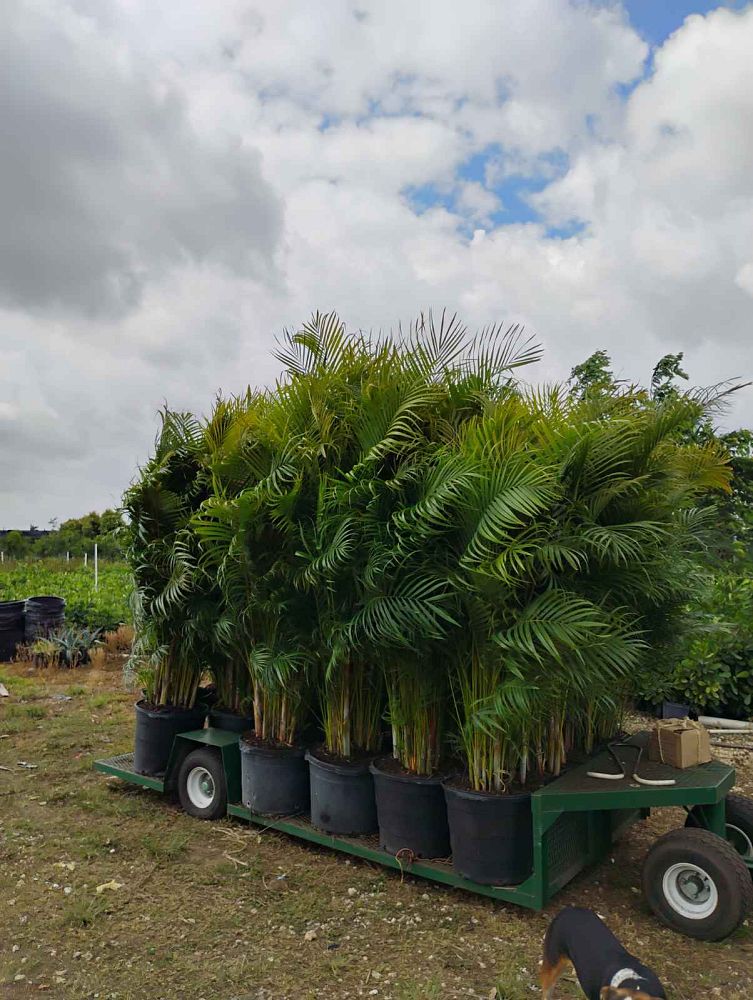 dypsis-lutescens-areca-palm