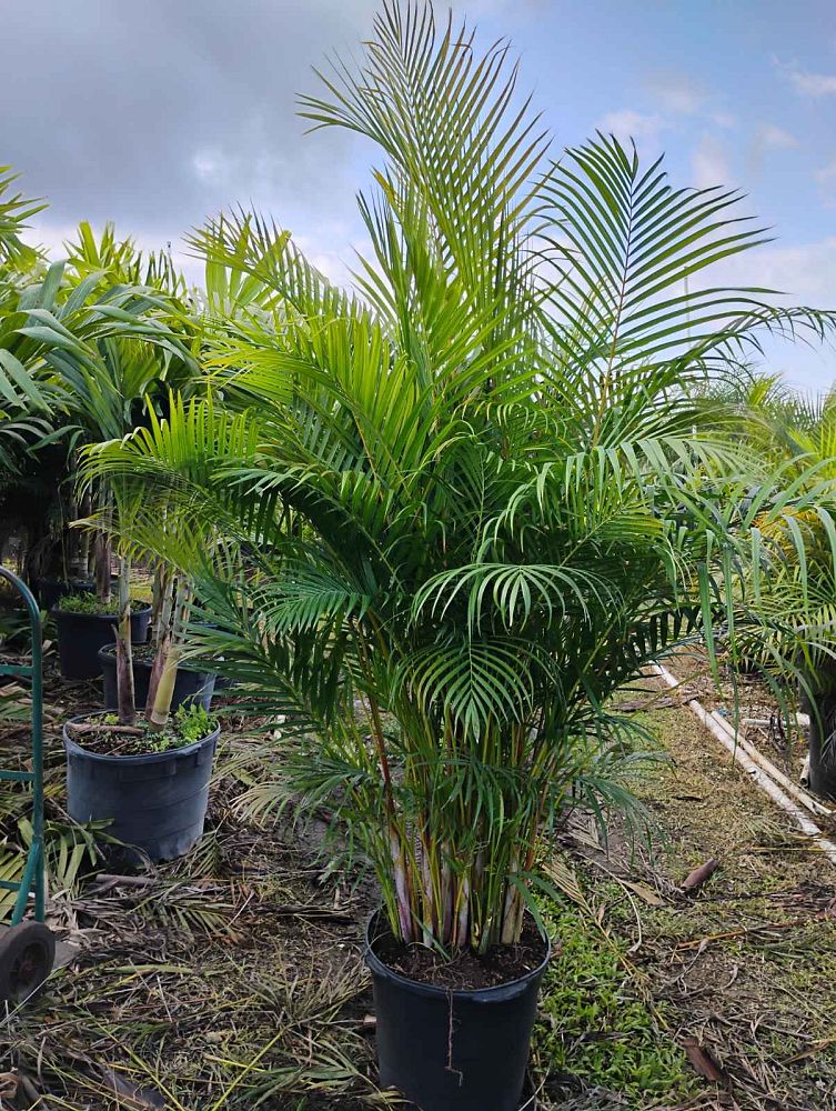 dypsis-lutescens-areca-palm