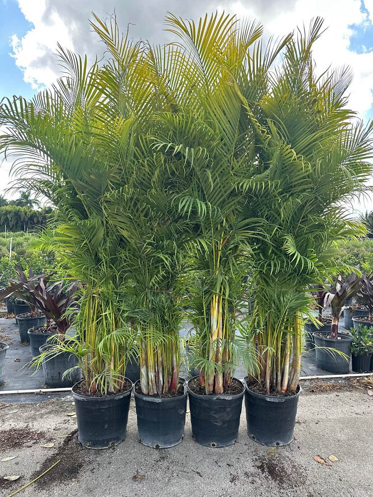 dypsis-lutescens-areca-palm