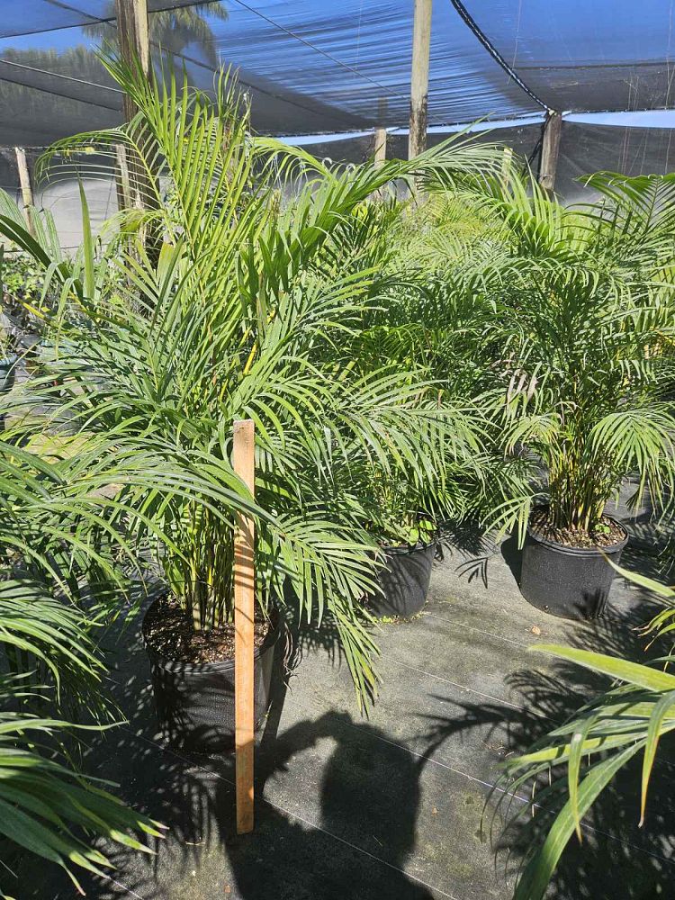 dypsis-lutescens-areca-palm