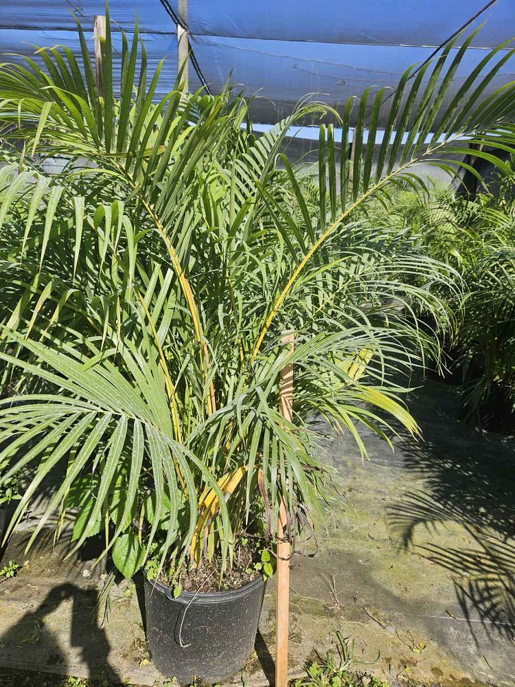 dypsis-lutescens-areca-palm