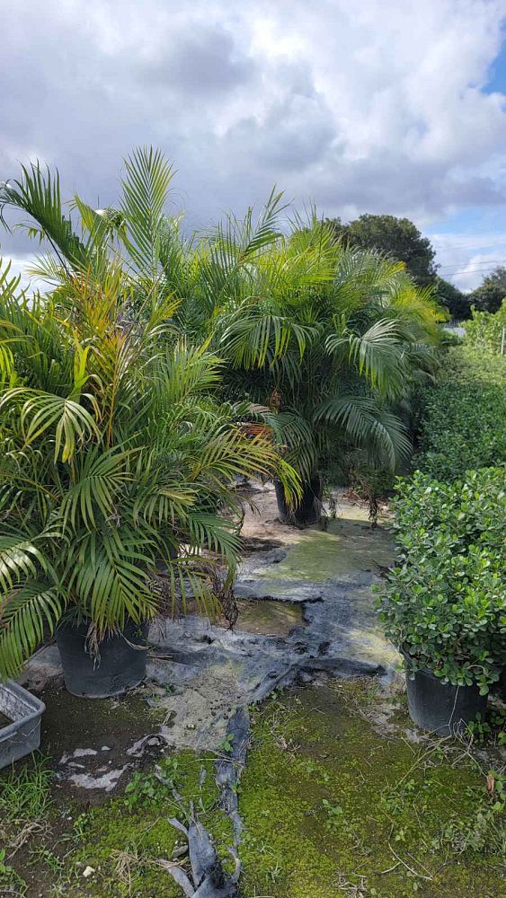 dypsis-lutescens-areca-palm