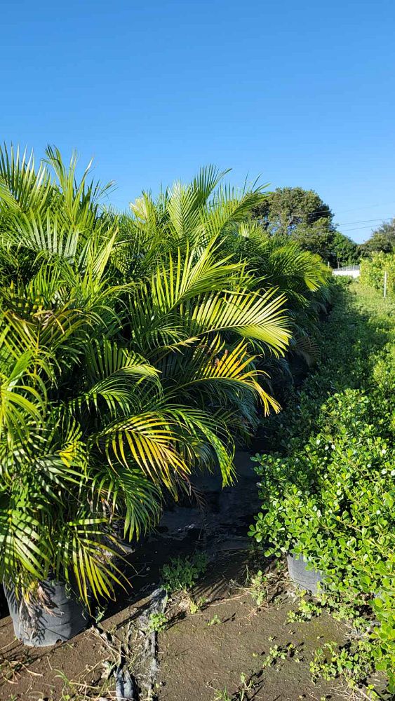 dypsis-lutescens-areca-palm