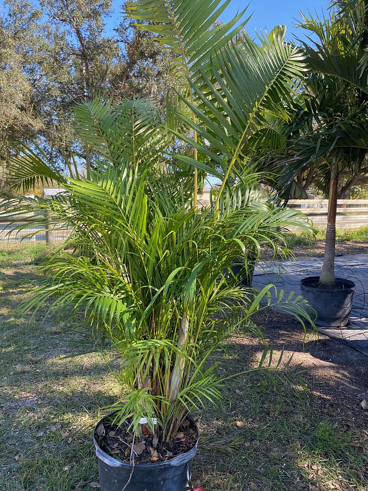 dypsis-lutescens-areca-palm