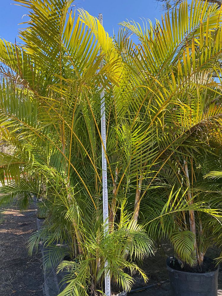 dypsis-lutescens-areca-palm