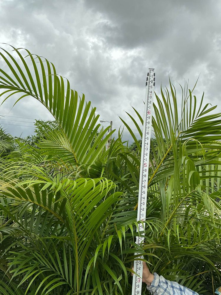 dypsis-lutescens-areca-palm