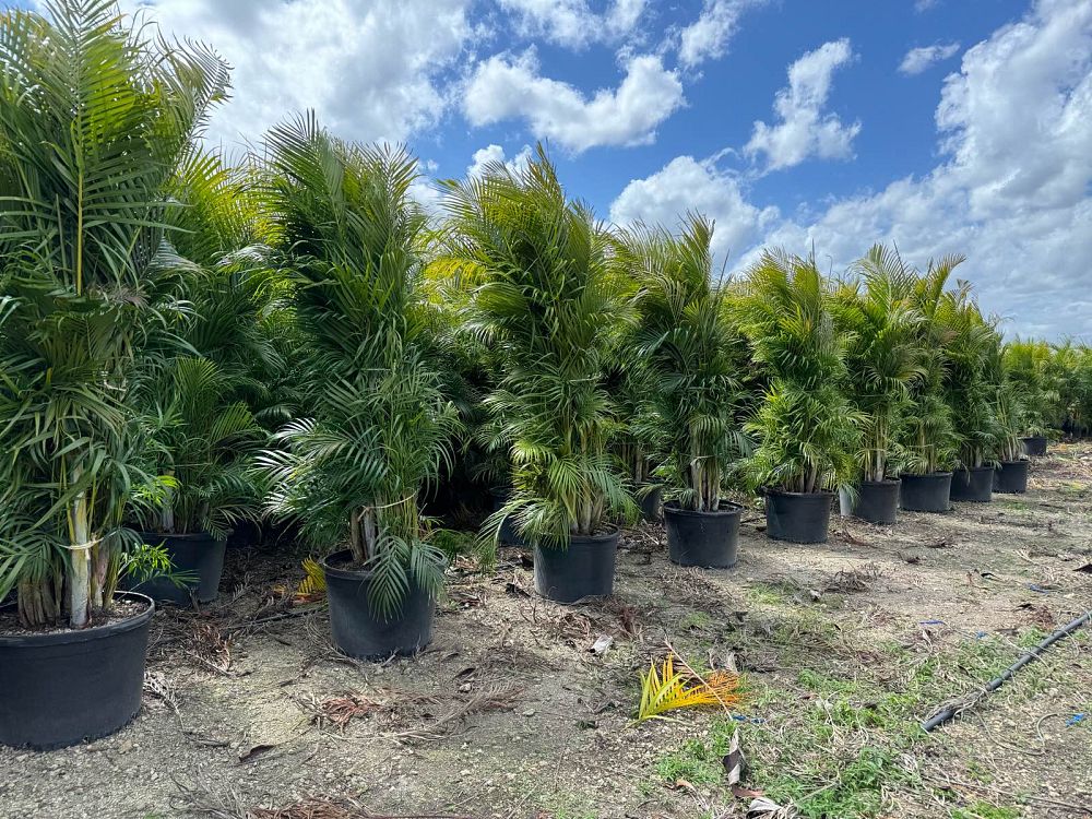 dypsis-lutescens-areca-palm