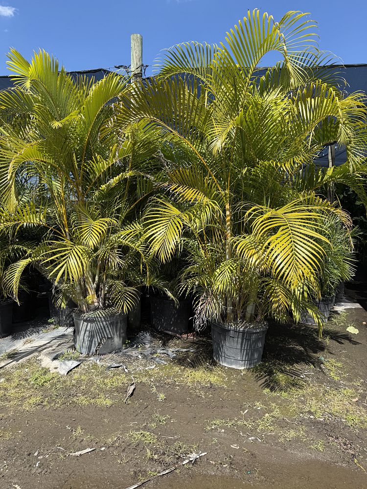 dypsis-lutescens-areca-palm