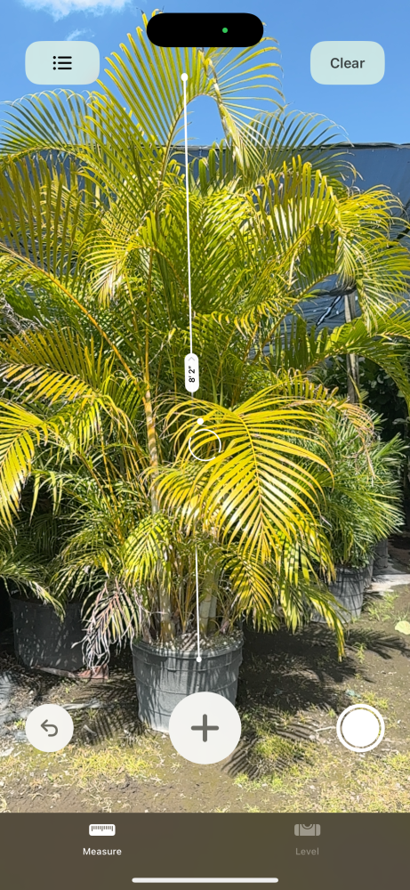 dypsis-lutescens-areca-palm