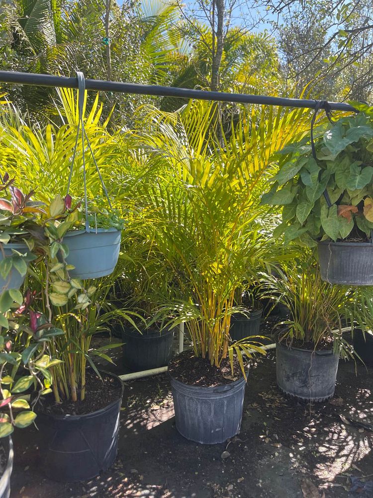 dypsis-lutescens-areca-palm