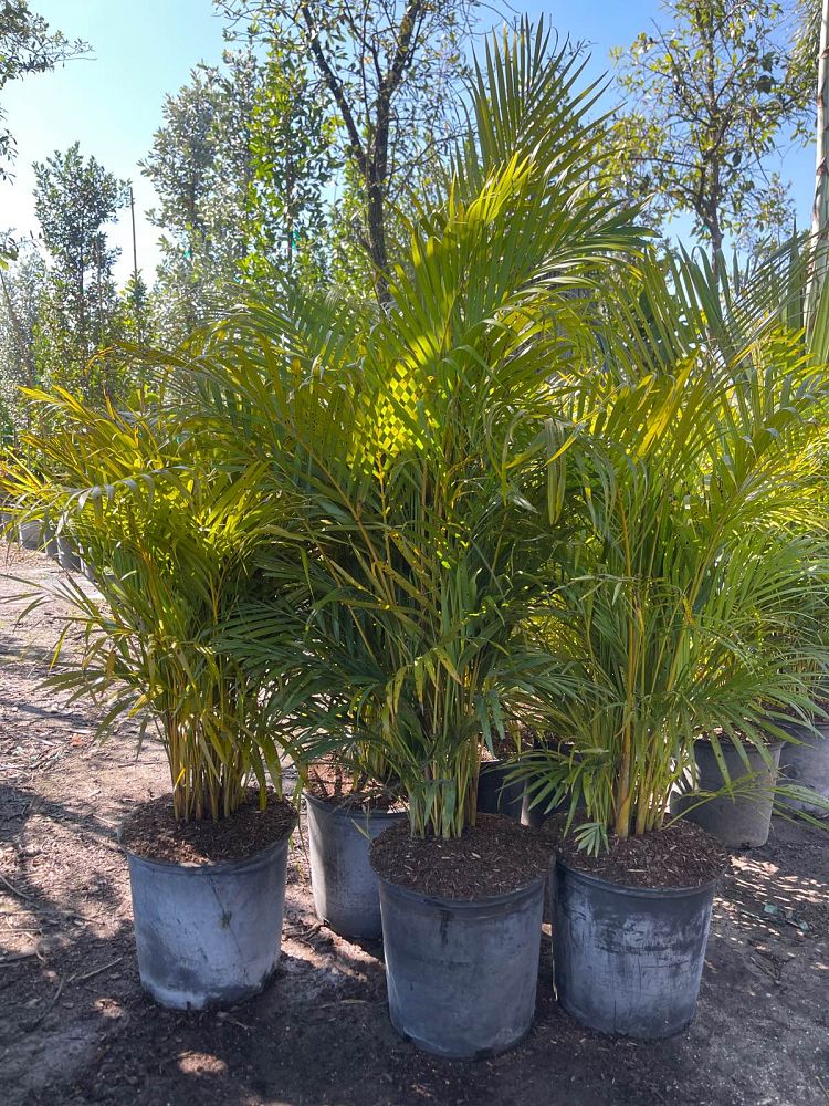 dypsis-lutescens-areca-palm