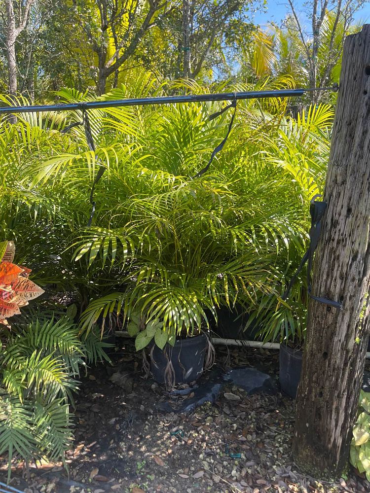 dypsis-lutescens-areca-palm