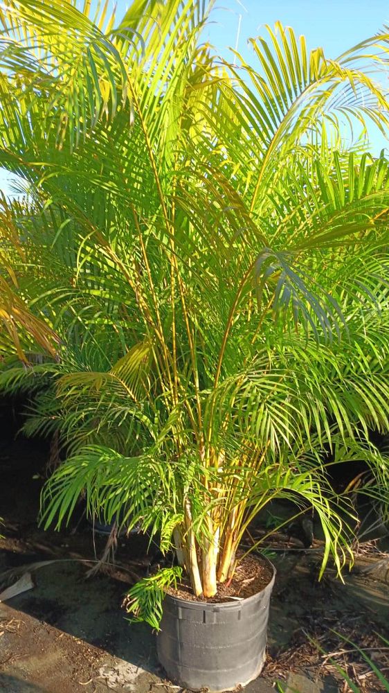 dypsis-lutescens-areca-palm