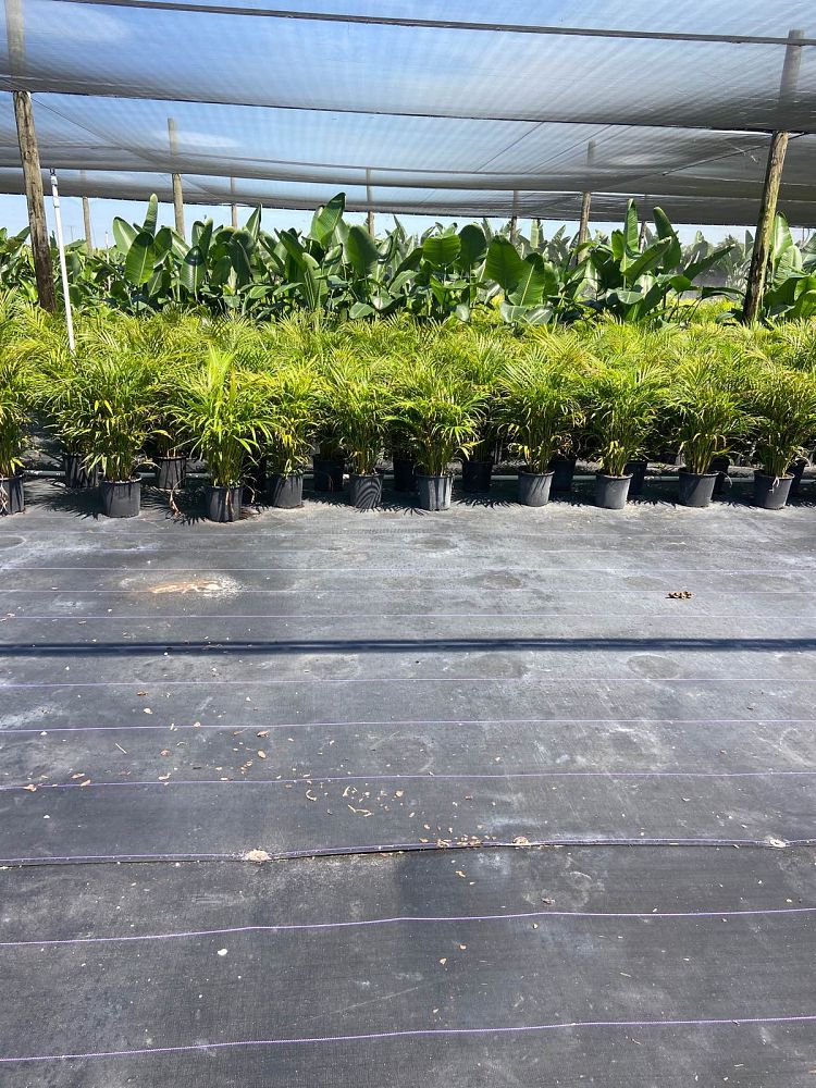 dypsis-lutescens-areca-palm