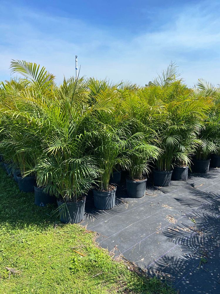 dypsis-lutescens-areca-palm