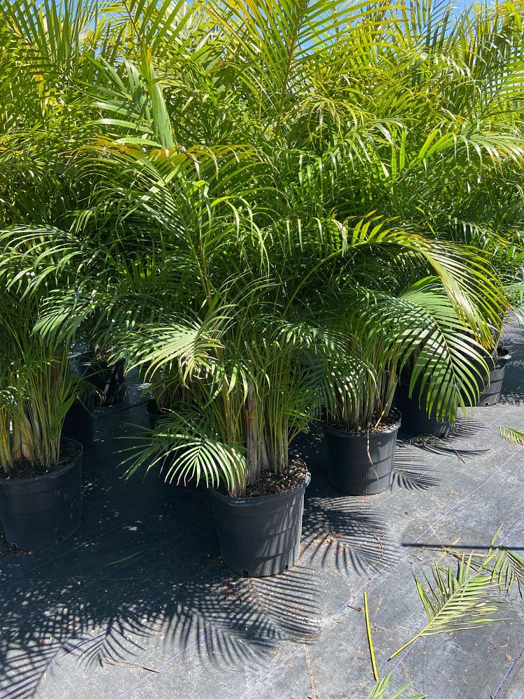 dypsis-lutescens-areca-palm