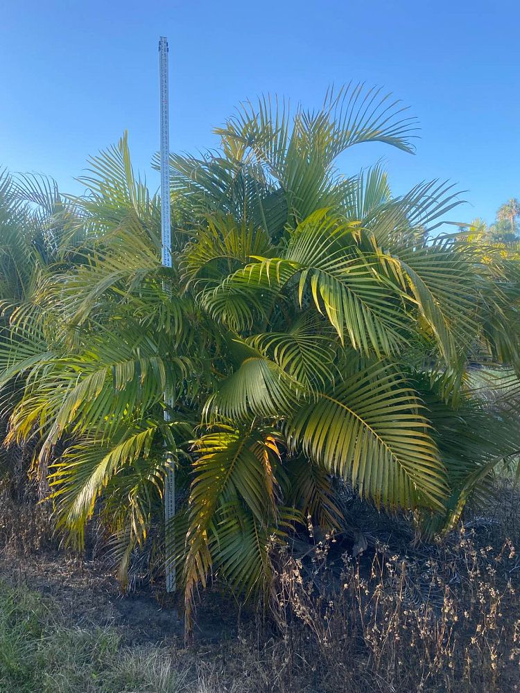 dypsis-lutescens-areca-palm