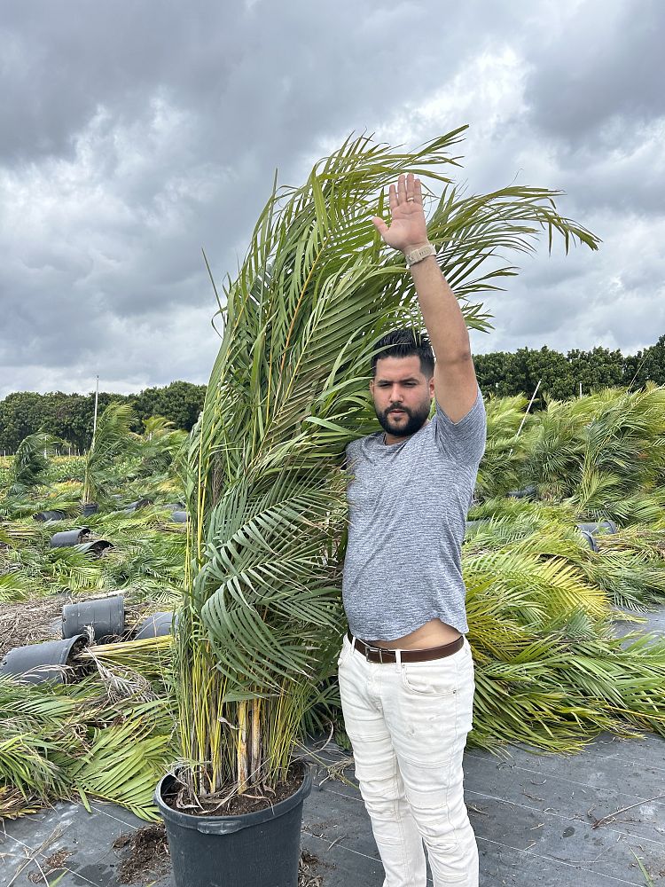 dypsis-lutescens-areca-palm
