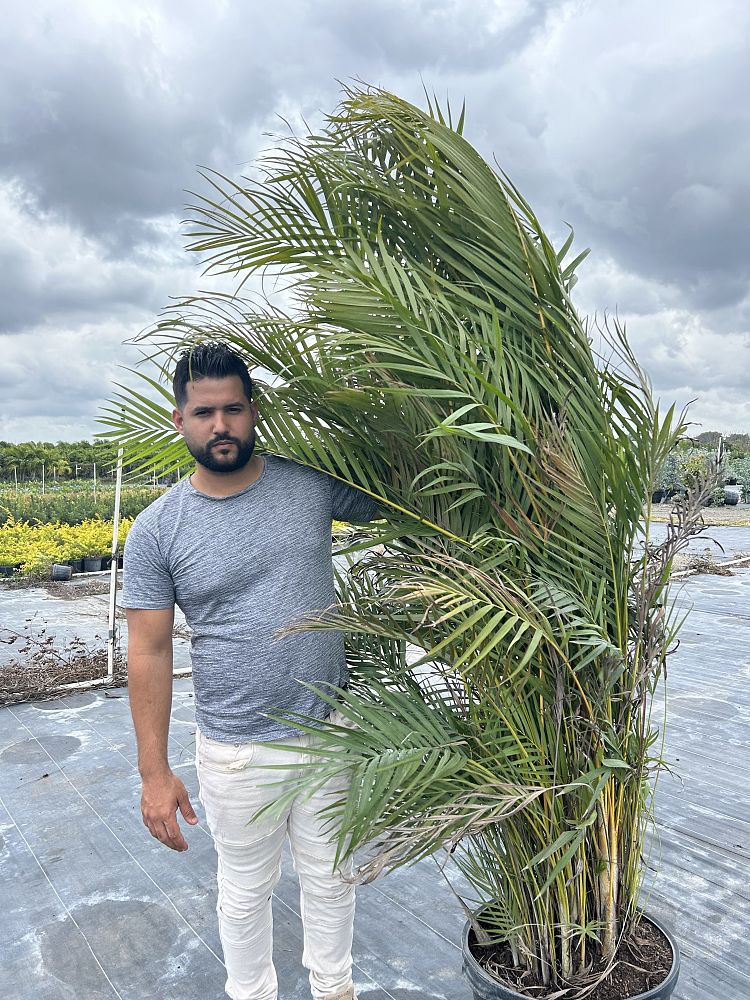 dypsis-lutescens-areca-palm