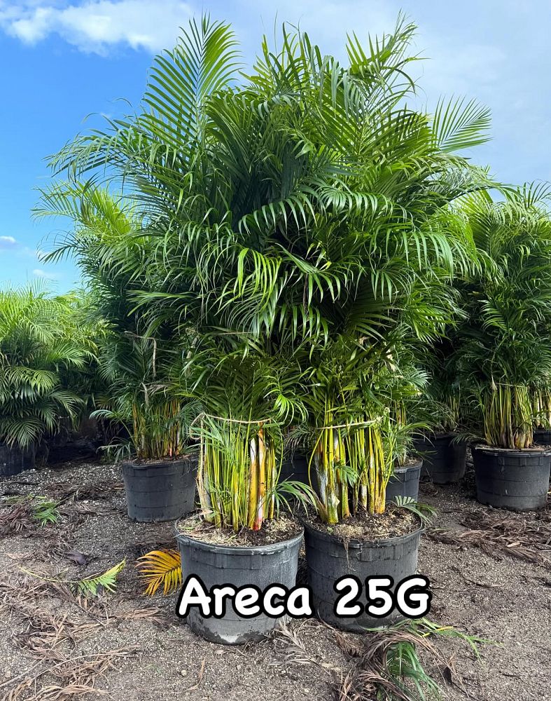dypsis-lutescens-areca-palm