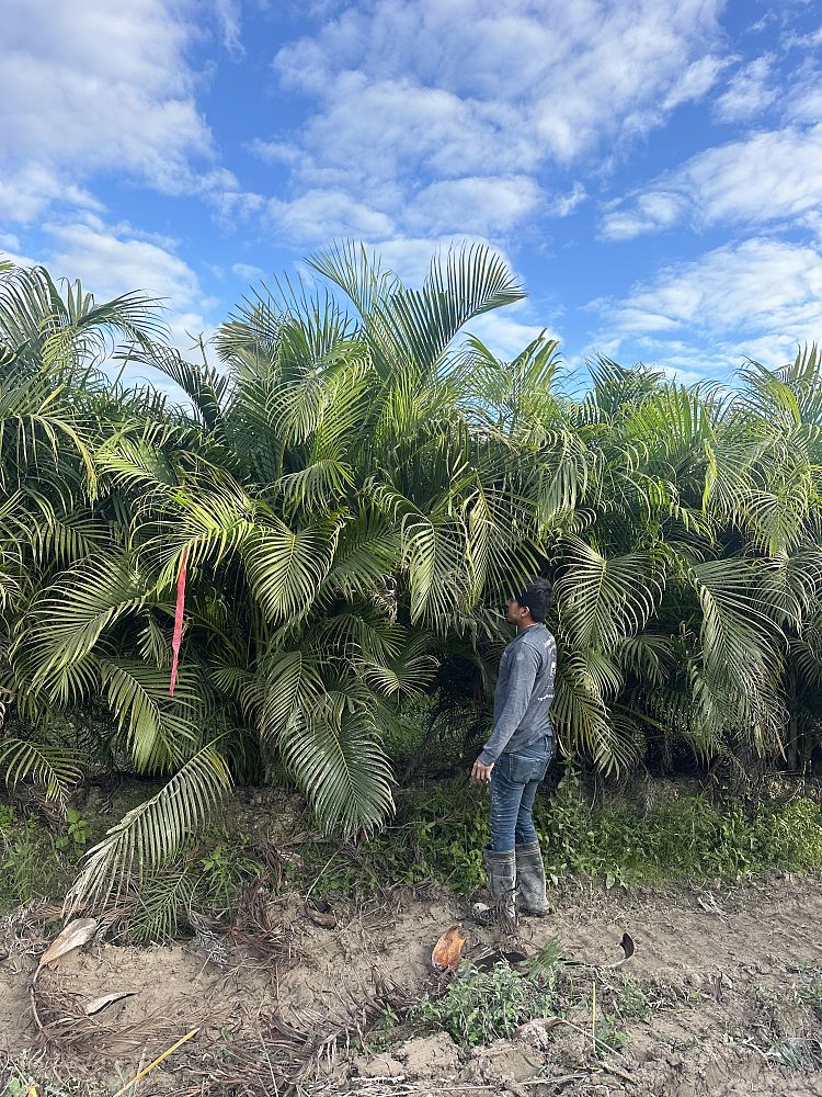dypsis-lutescens-areca-palm